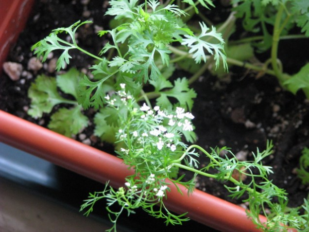 Flowering Cilantro