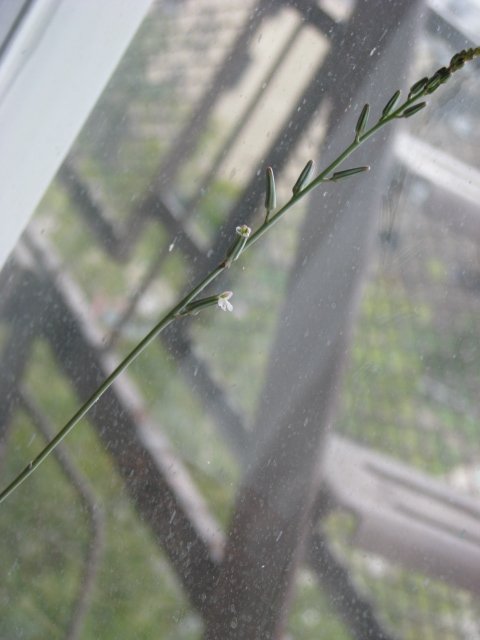 Flowering succulents