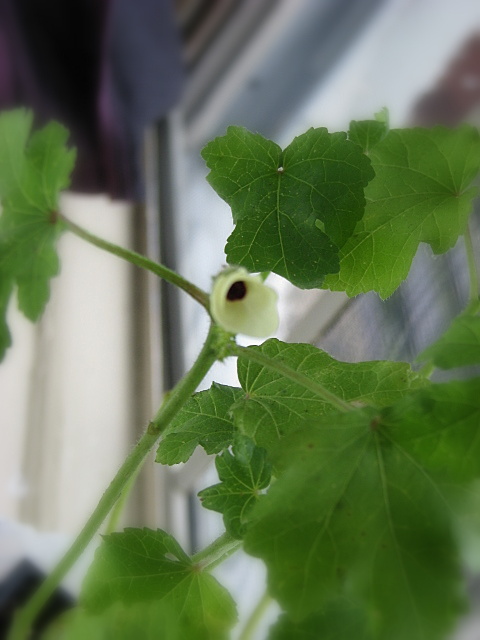Okra Bloom